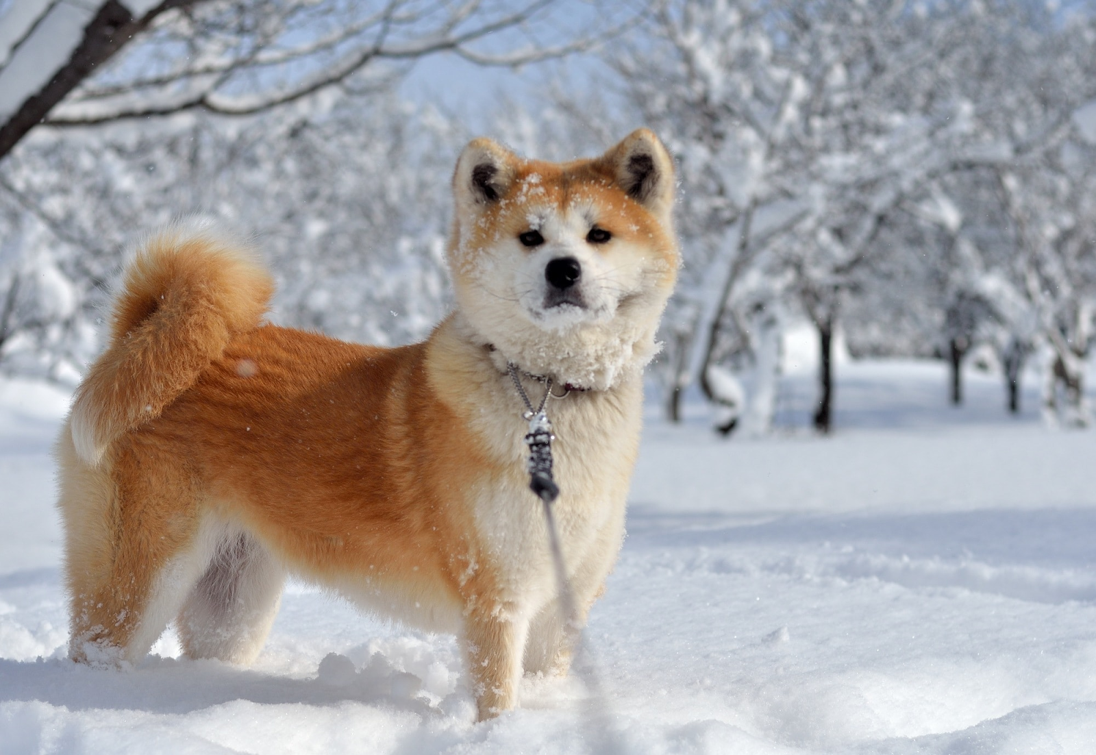 Odate Inu