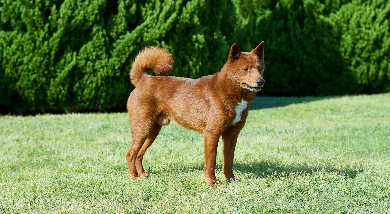 Mino Shiba
