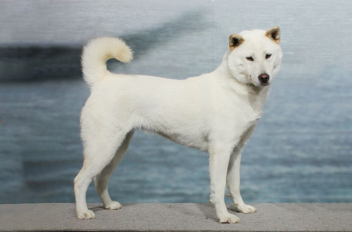 Kishu Inu