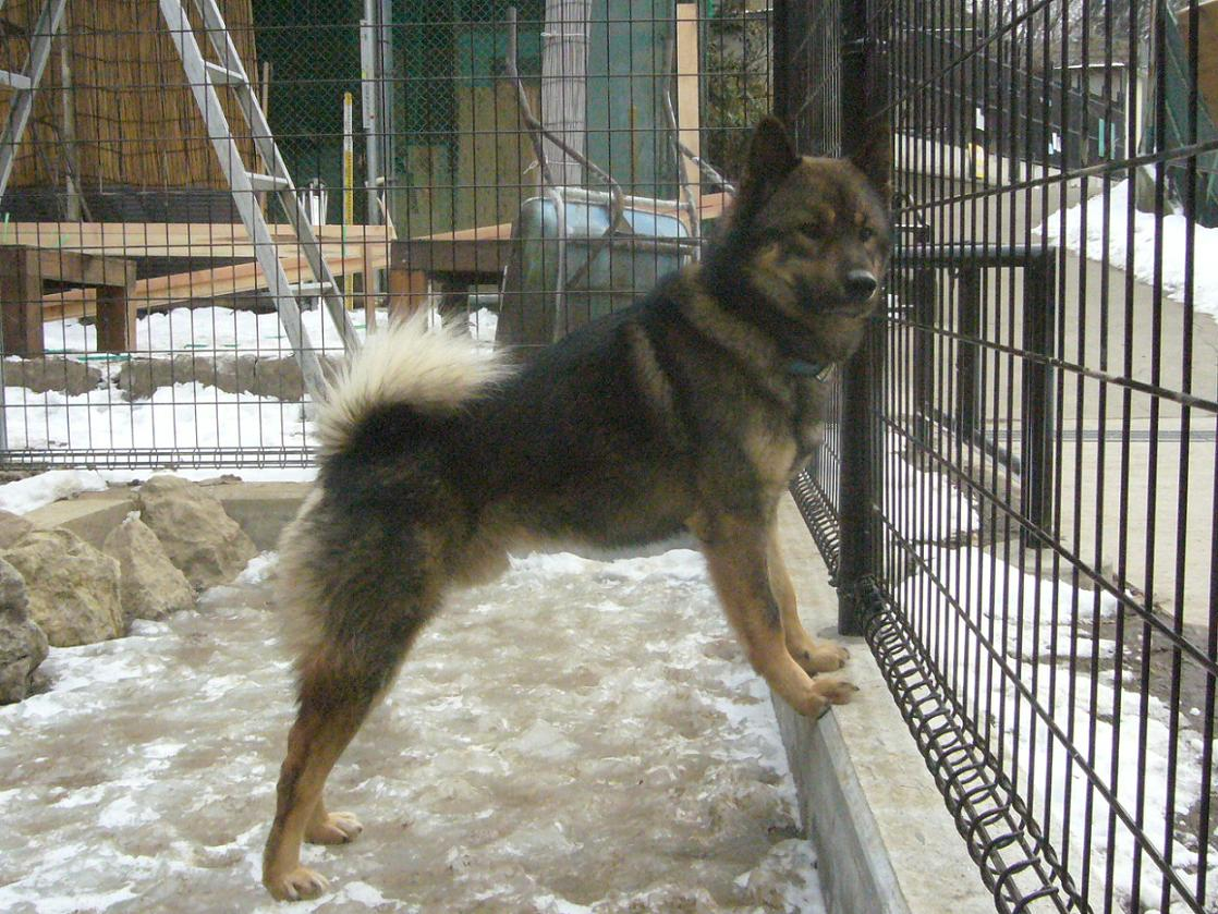 Kawakami Dog