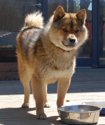 Satsuma Inu