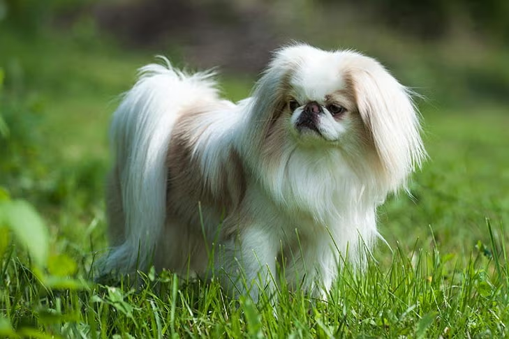 Japanese Chin