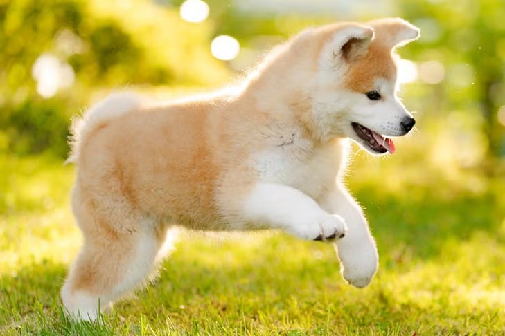 Akita Inu