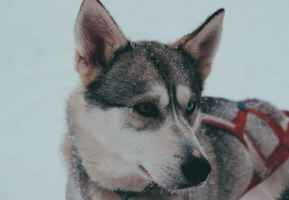 Sakhalin Husky