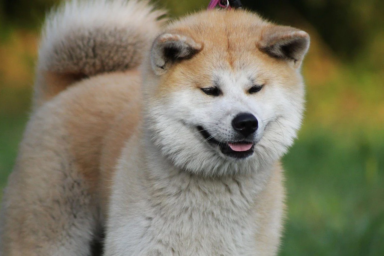Sanshu Inu