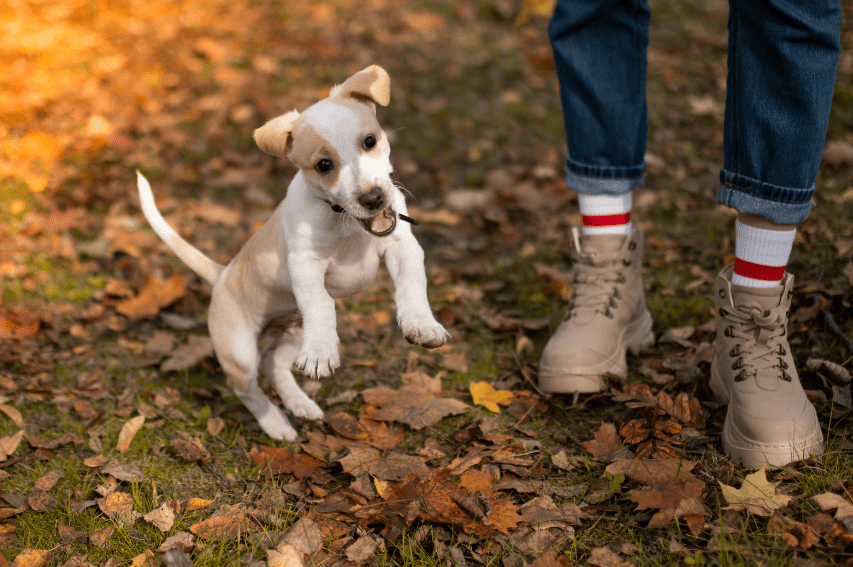 Dog training