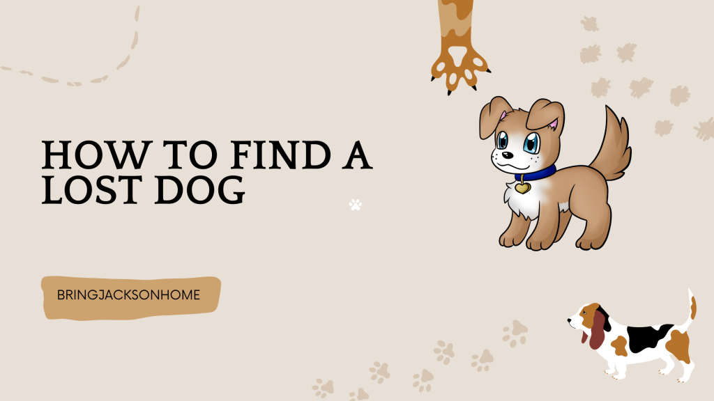 How To Find A Lost Dog - BringJacksonHome