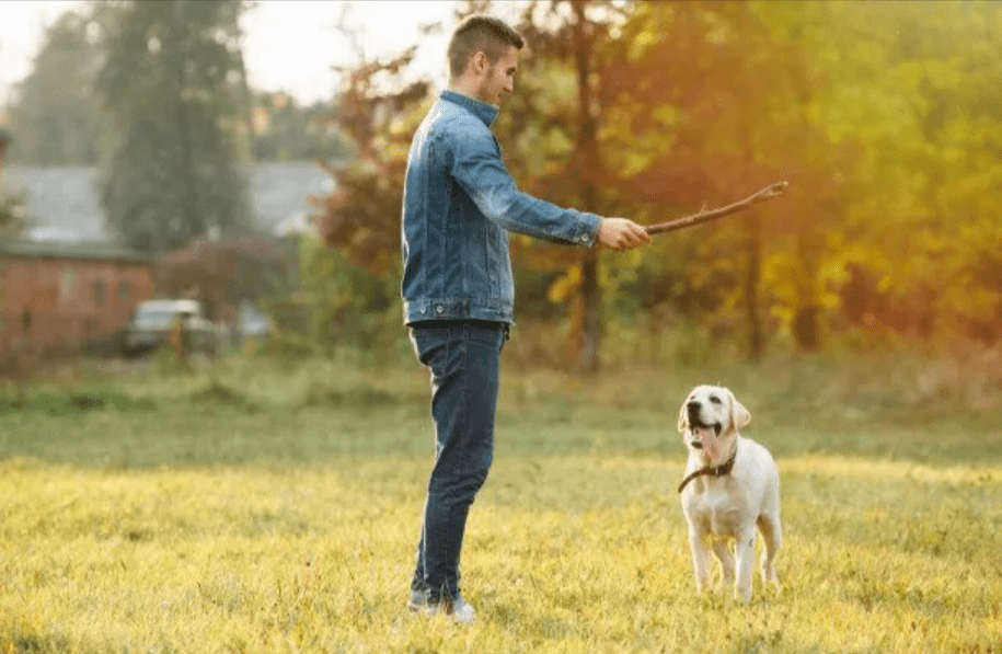 Bring Your Dog Into A Playful Mood