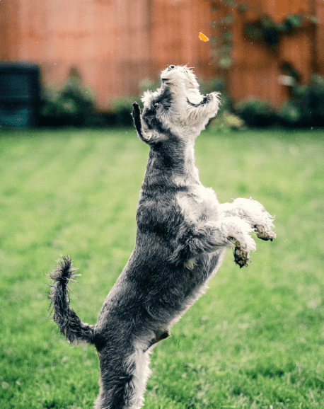 Why Does Your Dog Jump On Strangers