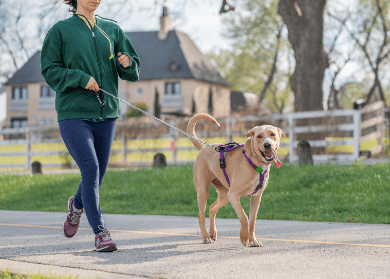 How Long Should You Walk Your Dog