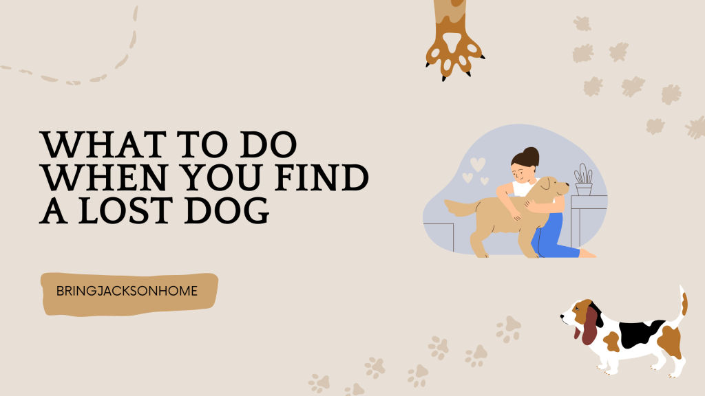 What To Do When You Find A Lost Dog - BringJacksonHome