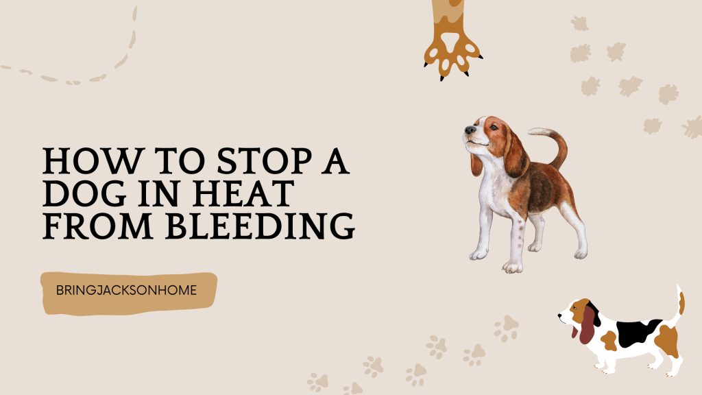 How To Stop A Dog In Heat From Bleeding - BringJacksonHome