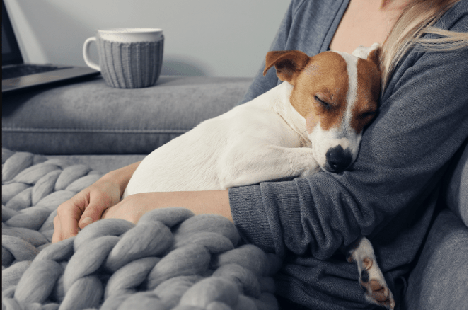 Stop a dog in heat from bleeding