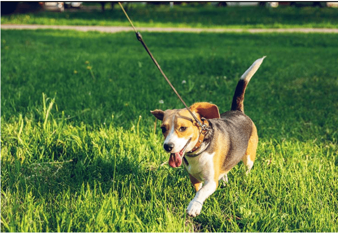 Take your dog out more often to go to the toilet