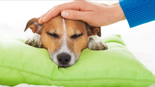  Comfort A Dog With Pancreatitis