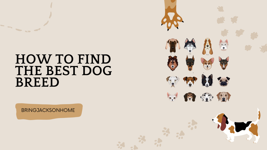 How To Find The Best Dog Breed - BringJacksonHome