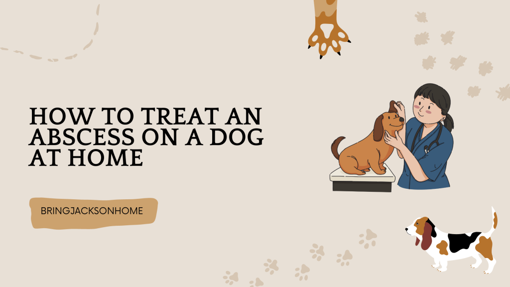 How To Treat An Abscess On A Dog At Home - BringJacksonHome