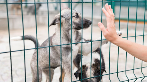  Fence For Small Dogs