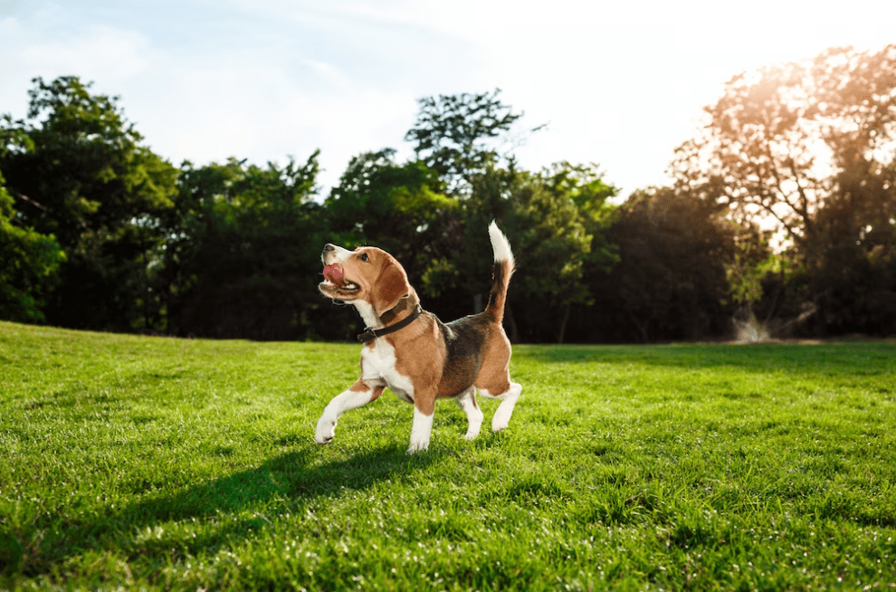 Games To Play With Dogs