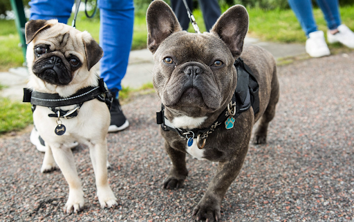 Pros and Cons of a Dog Collar