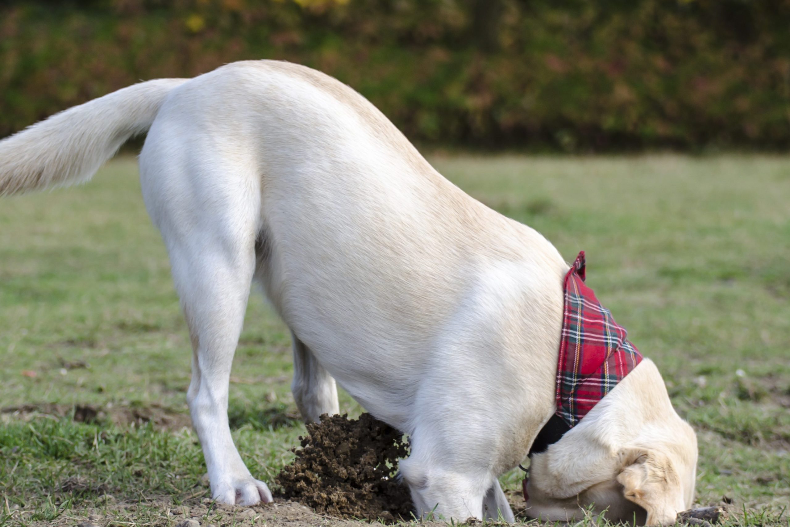 Stop Your Dog From Digging