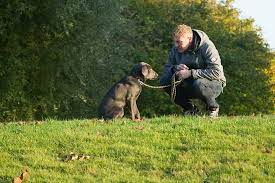 Train Your Dog To Stop Digging