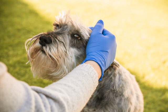 Try To Calm The Dog Down If He's Digging In Anxiety