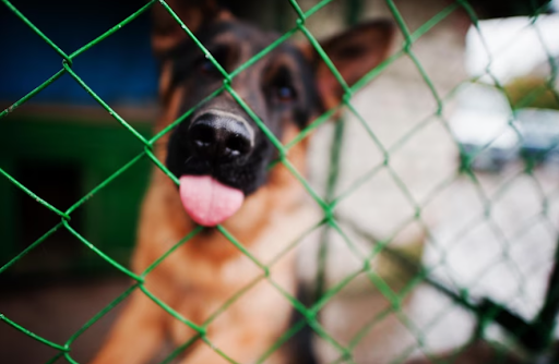 Wire With Chain Link Fence