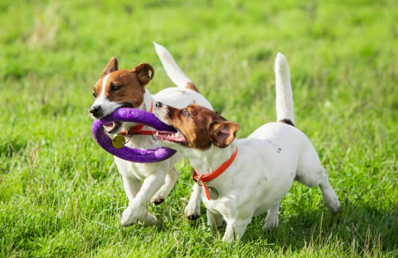 Your Dog Wants To Play With Other Dogs