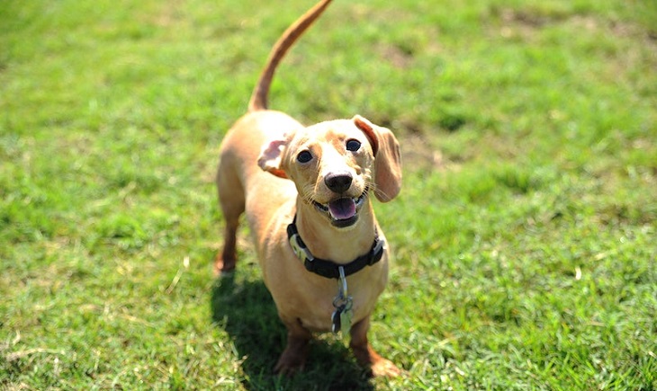  Your Dog is getting Triggered by fears