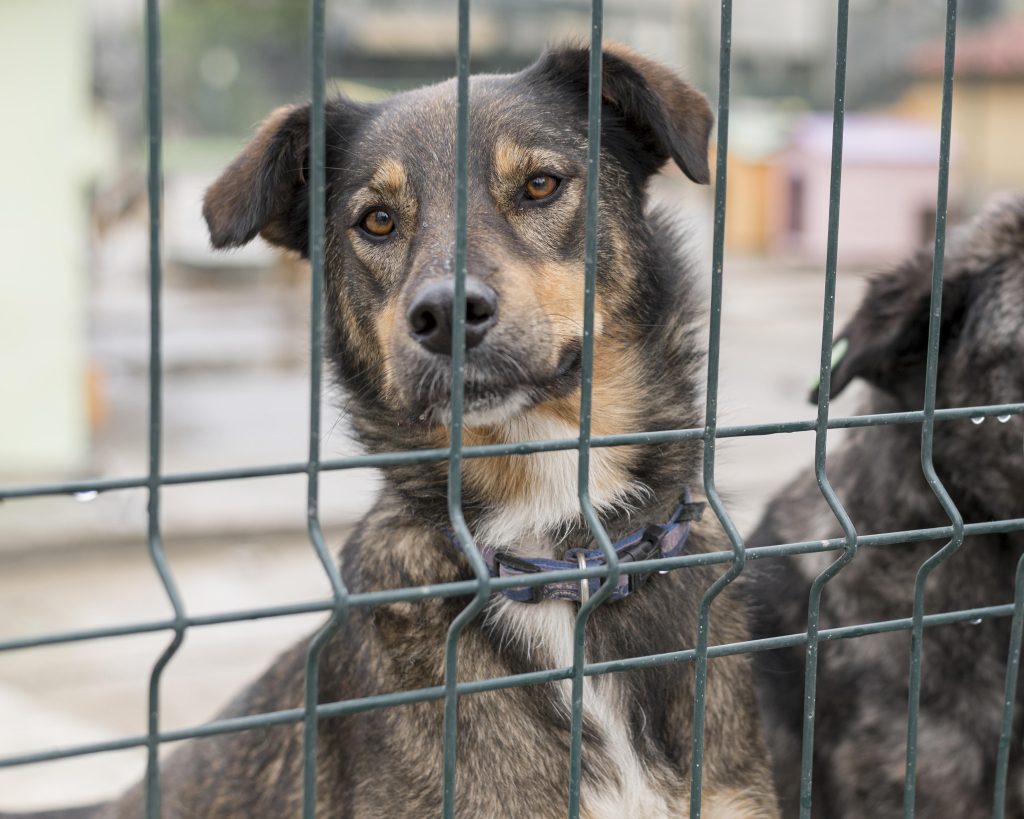 Lattice Dog Fence