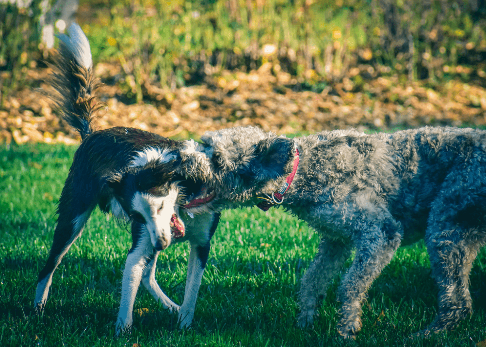 Aggressive Behavior And Responses of dog