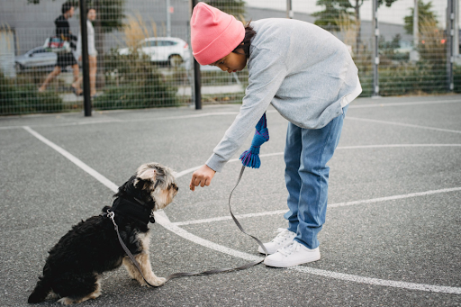 Always start training your dog by teaching