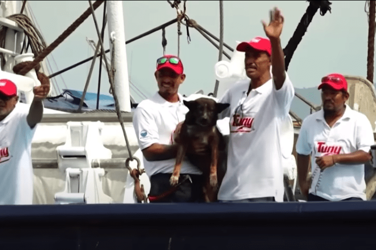 Australian Sailor And Dog Rescued