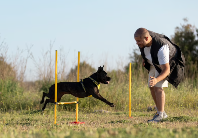 Dog Do Some Exercise