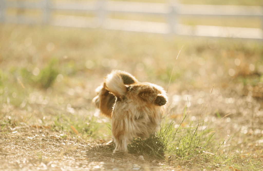 Dog Marking With Urine