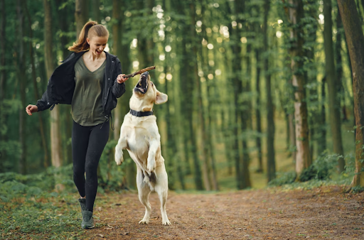 Dog Training Games To Make Your Dog Smarter