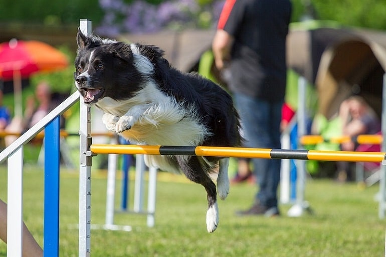  Give your dog some obedience training