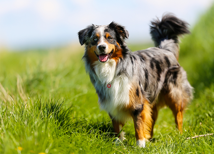 Herding Dogs