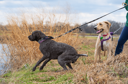 Stop Dog From Pulling On Leash