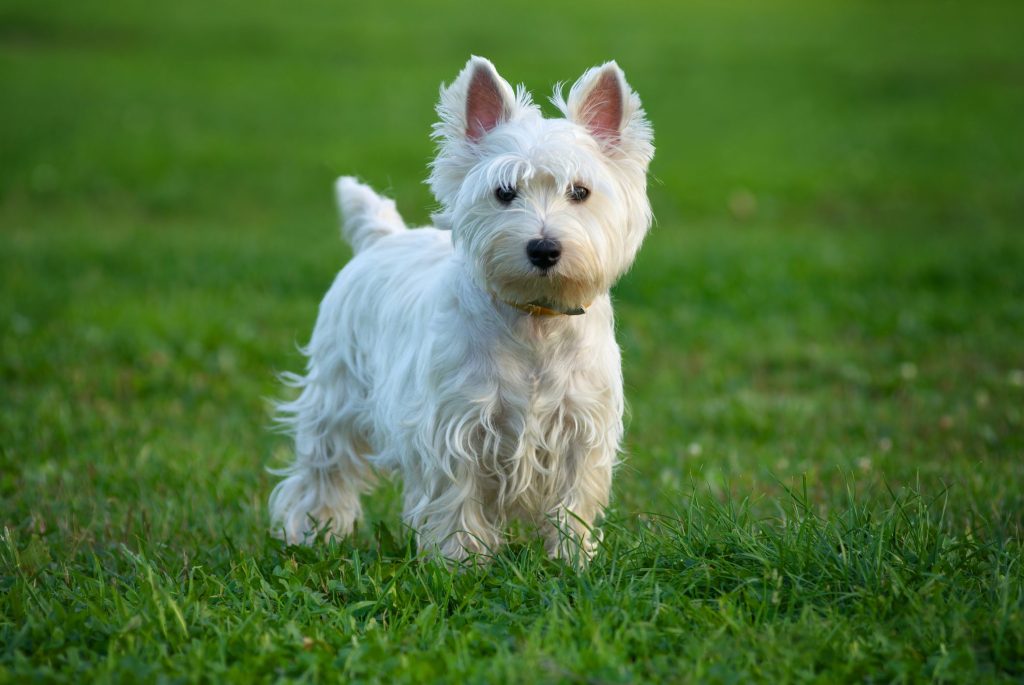 Terrier Dogs