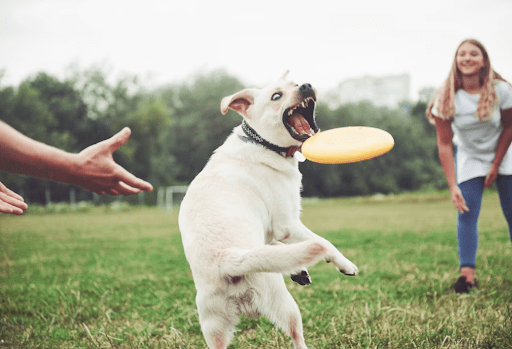 The Name Game (Obedience or Recall Training)