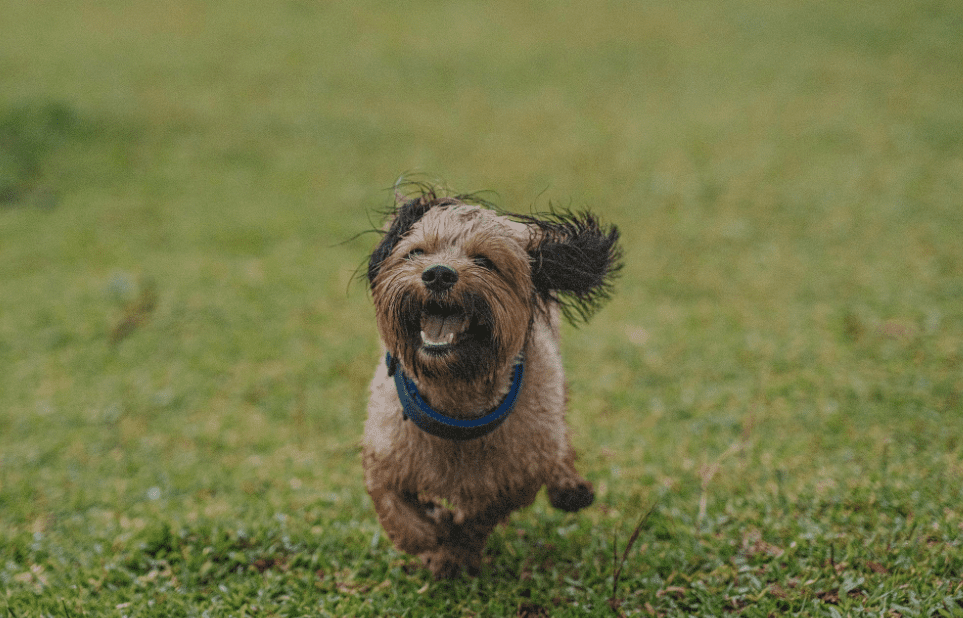 Ways To Stop Puppies From Barking