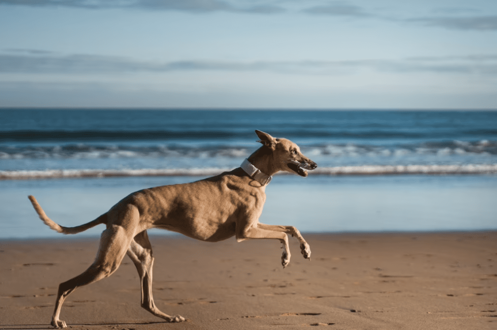 Fastest Dog Breeds