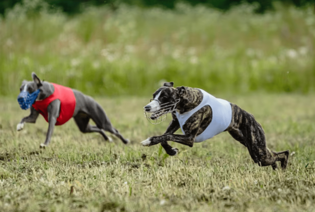 History behind dogs running fast