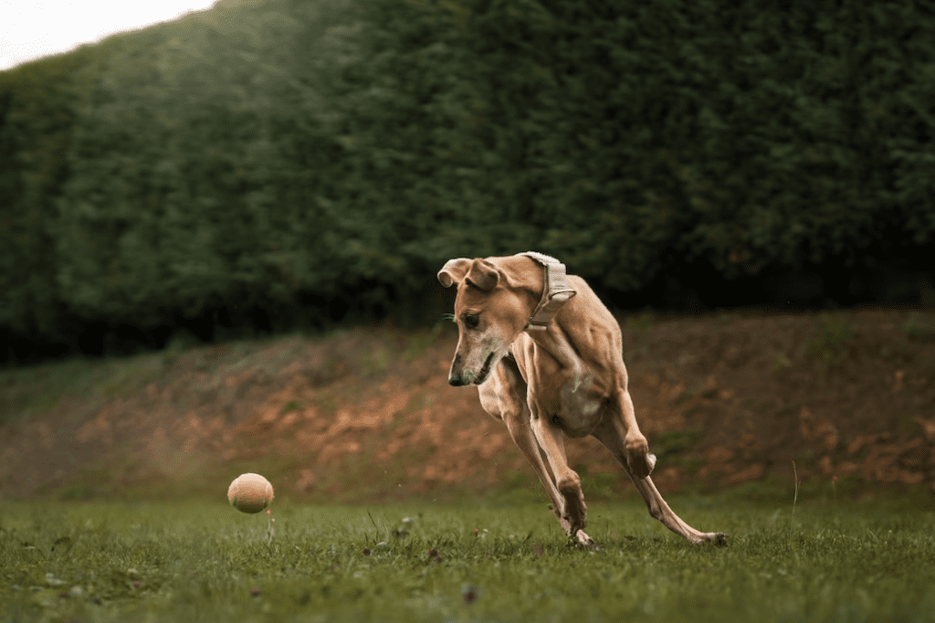 How fast can an adult dog run