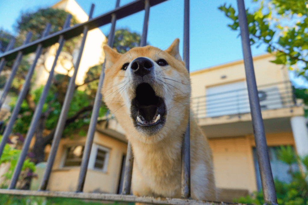 Stop neighbor’s Dog from Barking