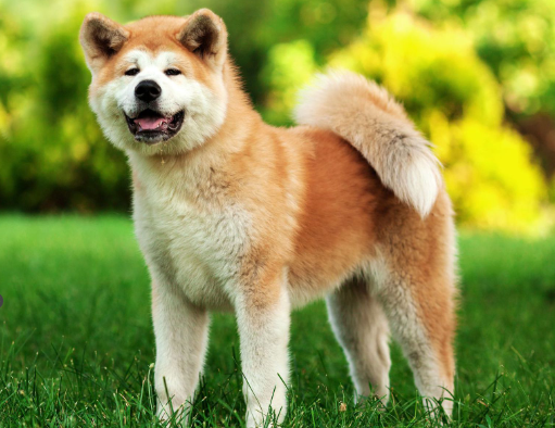 Akita