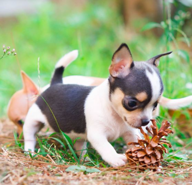 Apple head Chihuahua Physical appearance