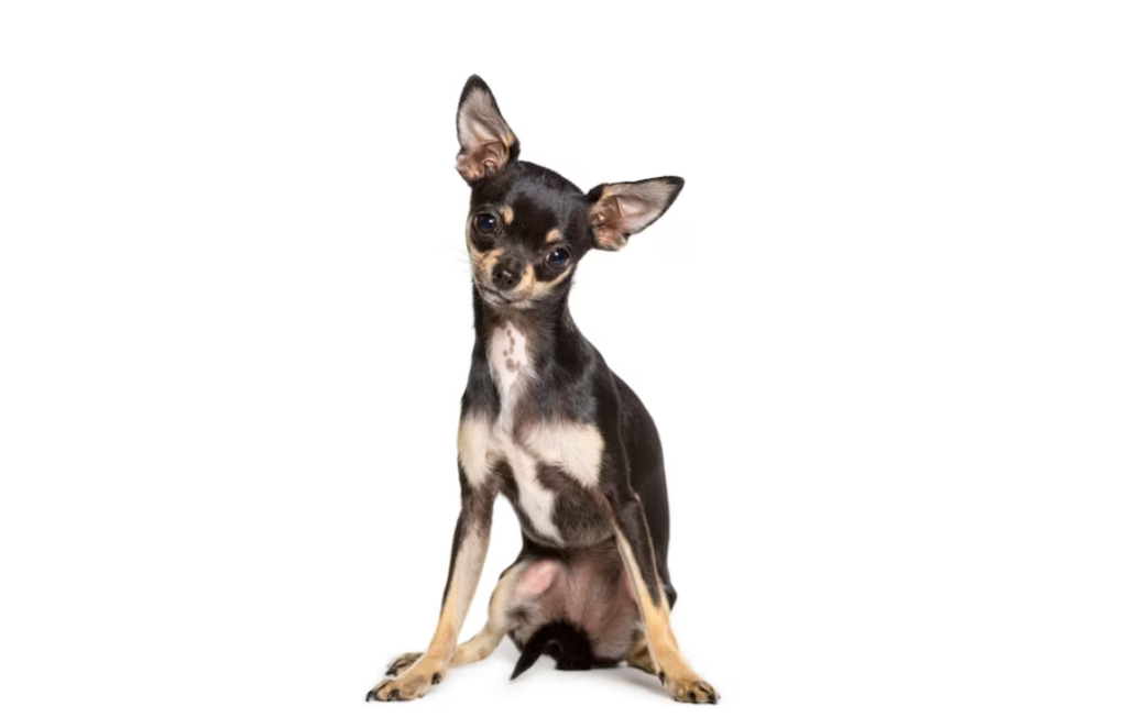 Chihuahua